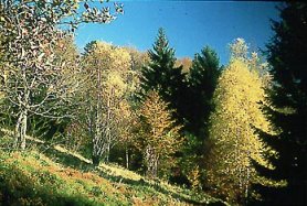 Ardennen Vorst